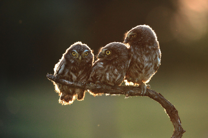 Image: Tibor Kércz/Comedy Wildlife Photo Awards
